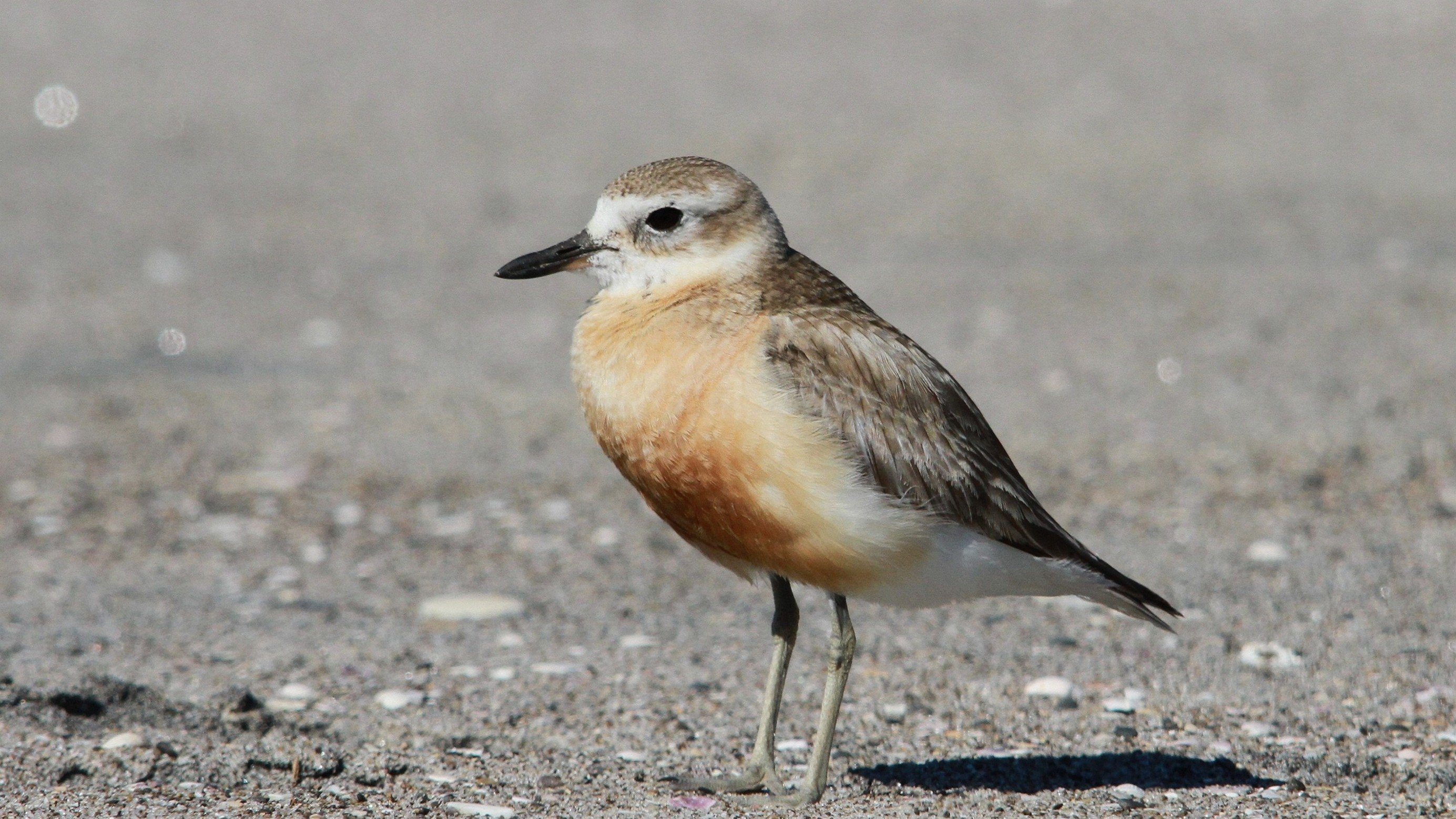 dotterel2.jpg