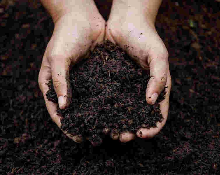 nutritious-soil-for-planting
